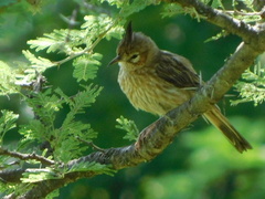 Coryphistera alaudina