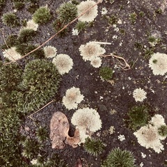 Protoparmeliopsis muralis