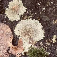 Protoparmeliopsis muralis