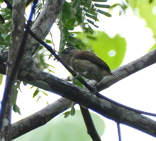 Fine-barred Piculet (Picumnus subtilis)