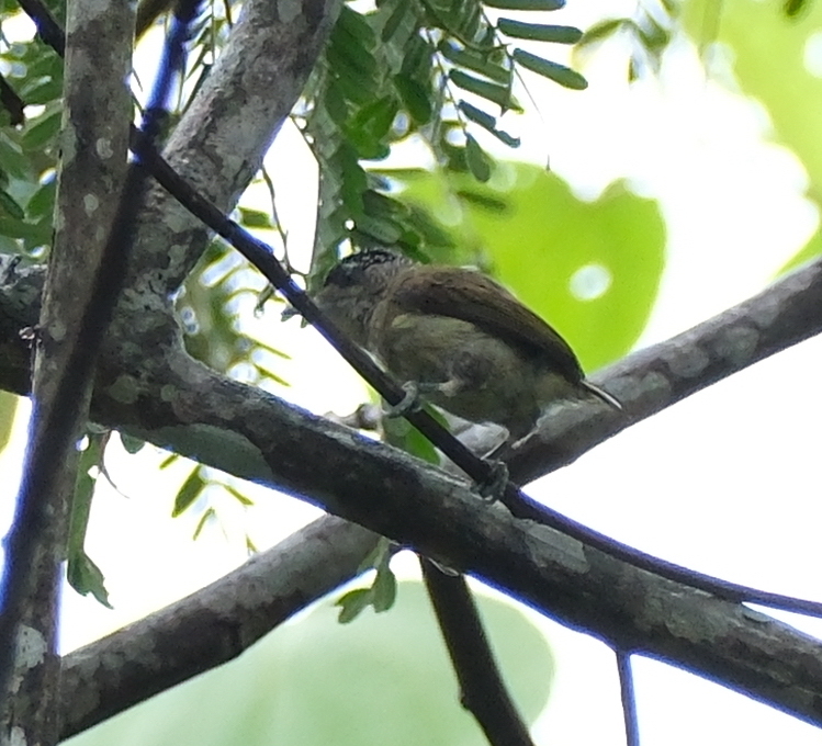 Fine-barred Piculet (Picumnus subtilis), photo 1