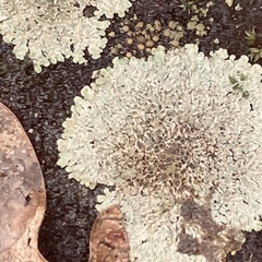 Protoparmeliopsis muralis