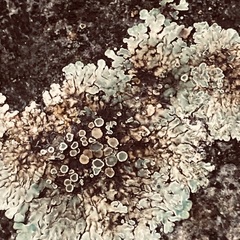 Protoparmeliopsis muralis