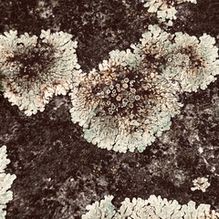 Protoparmeliopsis muralis