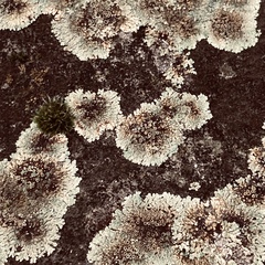 Protoparmeliopsis muralis