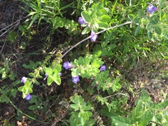 Scutellaria drummondii