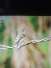 Empidonax virescens
