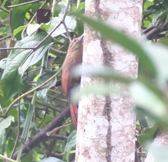 Dendrocincla fuliginosa