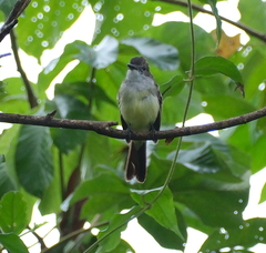 Myiarchus ferox