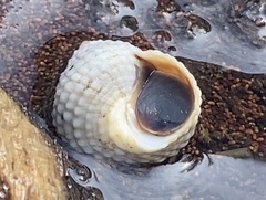 Cenchritis muricatus