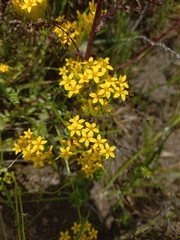 Sebaea leiostyla