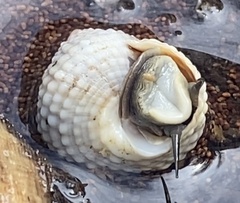 Cenchritis muricatus