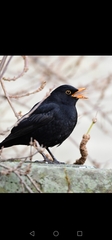 Turdus merula