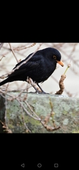 Turdus merula