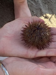 Mesocentrotus franciscanus