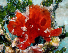 Abantennarius coccineus