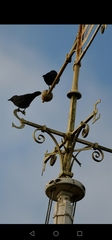 Corvus monedula