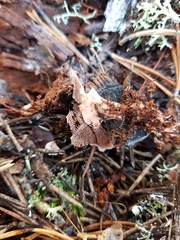 Hydnellum gracilipes