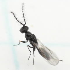 Eurytomidae