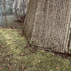 Brachythecium rutabulum