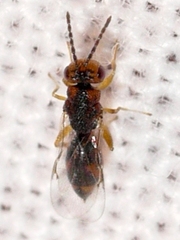 Eurytomidae