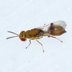 Eurytomidae