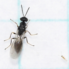 Eurytomidae