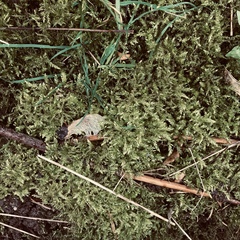 Brachythecium rutabulum