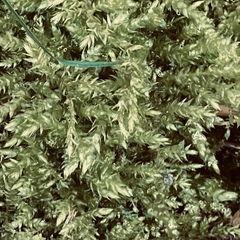 Brachythecium rutabulum