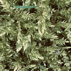 Brachythecium rutabulum