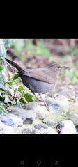 Turdus merula
