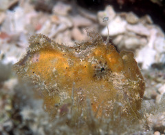 Abantennarius coccineus