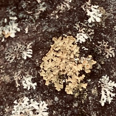 Xanthoria parietina