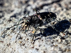 Cicindela