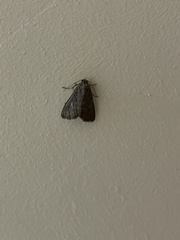 Condica illecta