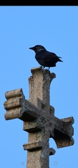 Corvus monedula