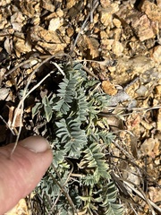 Astragalus tephrodes