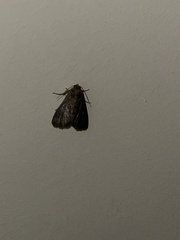 Condica illecta