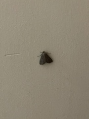 Condica illecta