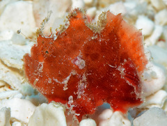 Abantennarius coccineus