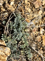 Astragalus tephrodes
