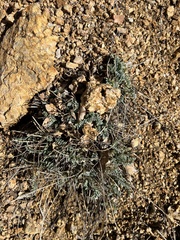 Astragalus tephrodes