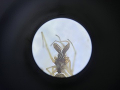 Pachygnatha tenera