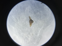 Pachygnatha tenera
