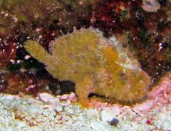 Abantennarius coccineus