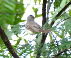 Myiarchus ferox