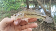 Gobiomorus maculatus