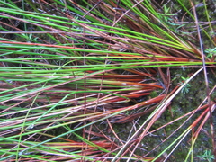 Juncus edgariae