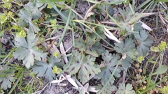 Geranium thunbergii