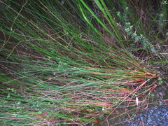 Juncus edgariae